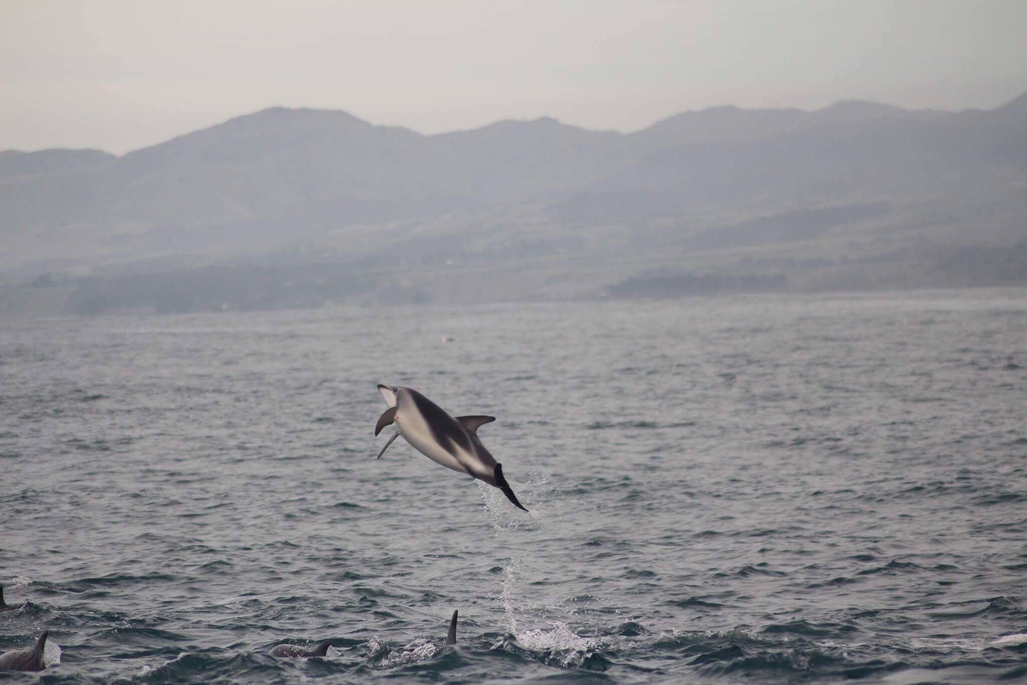 A Dusky Dolphin leaping into the air