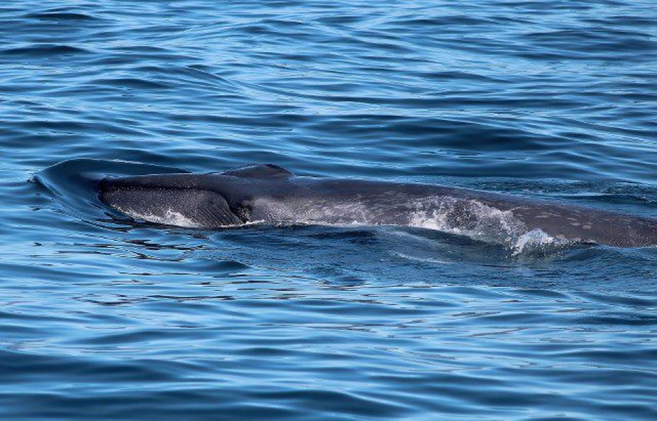 Baby blue whale sighted on Whale Watch Kaikoura tour, Kaikōura, New Zealand.