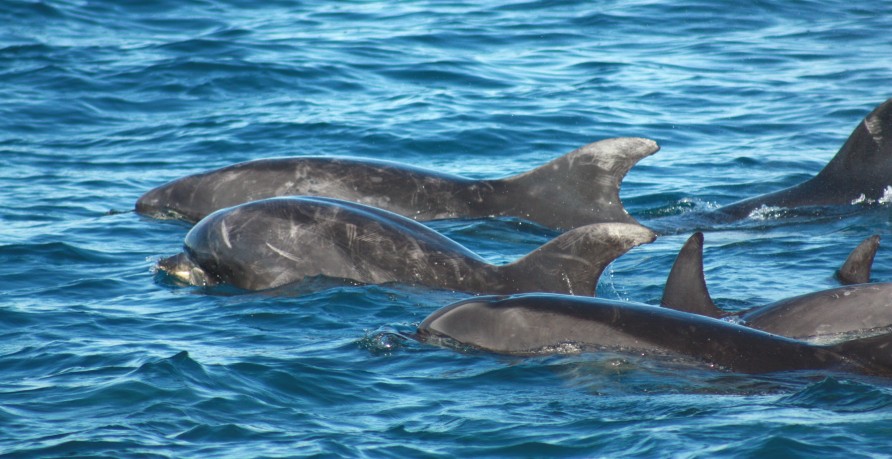 A pod of bottlenose dolphins in Kaikōura, New Zealand.