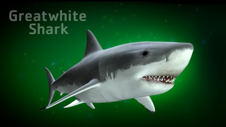 Great White Shark. Kaikōura, New Zealand marine life.