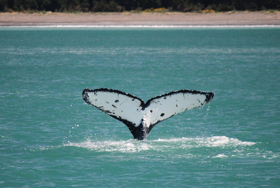 Humpback Whale Tail