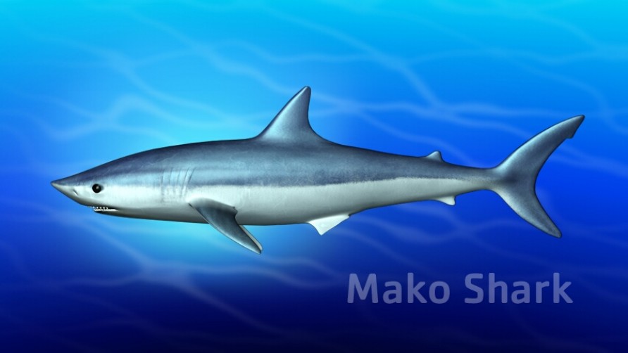 Mako Shark. Kaikōura, New Zealand marine life.