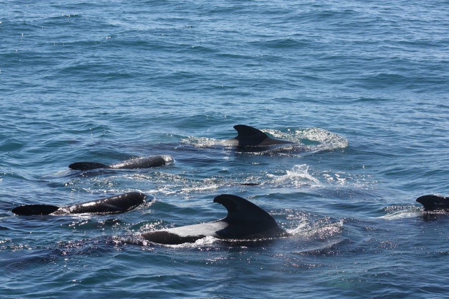 Pilot Whales