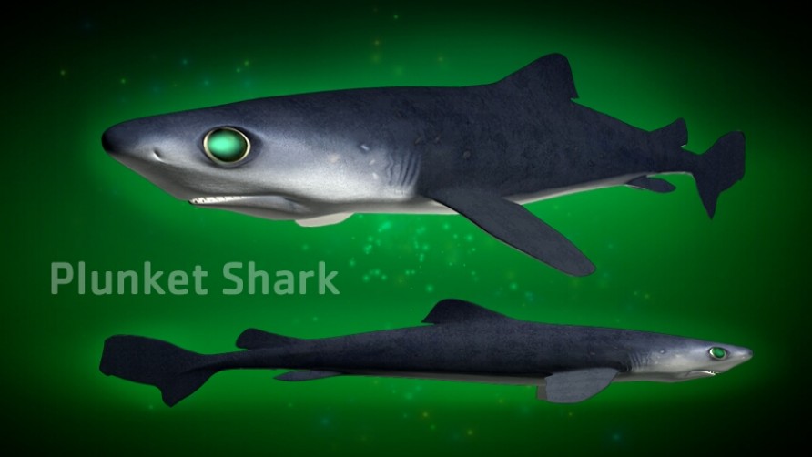 Plunket Shark. Kaikōura, New Zealand marine life.