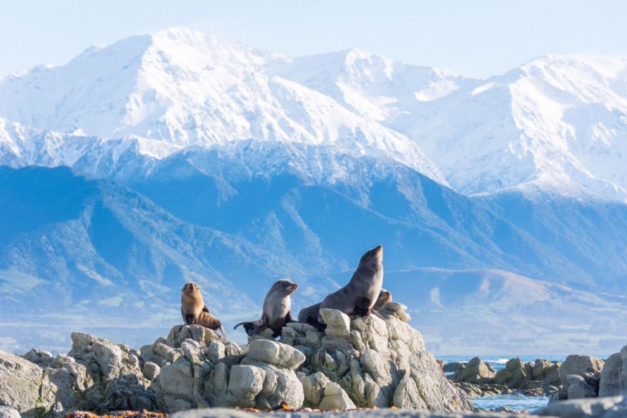 Seals at Point Kean snow on mountains Photo Bare Kiwi3