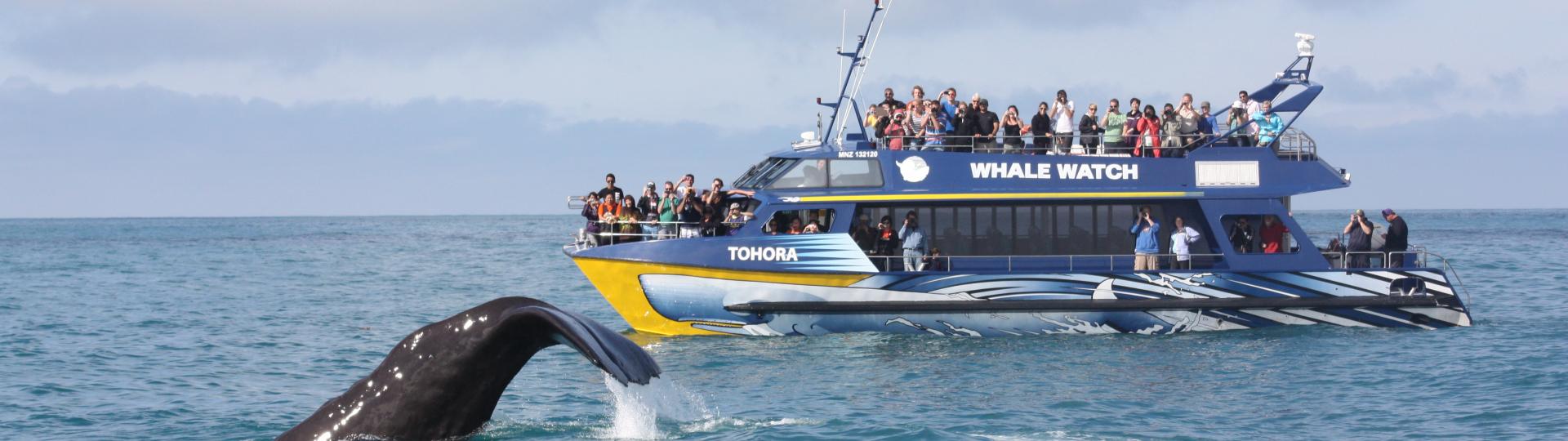 whale watch kaikoura Two days ago we had a humpback whale surface feeding which is not behaviour we get to see in #kaikoura very often, in fact for most of our sea crew this was a first. whale watch kaikoura Two days ago we had a humpback whale surface feeding which is not behaviour we get to see in #kaikoura very often, in fact for most of our sea crew this was a first.
