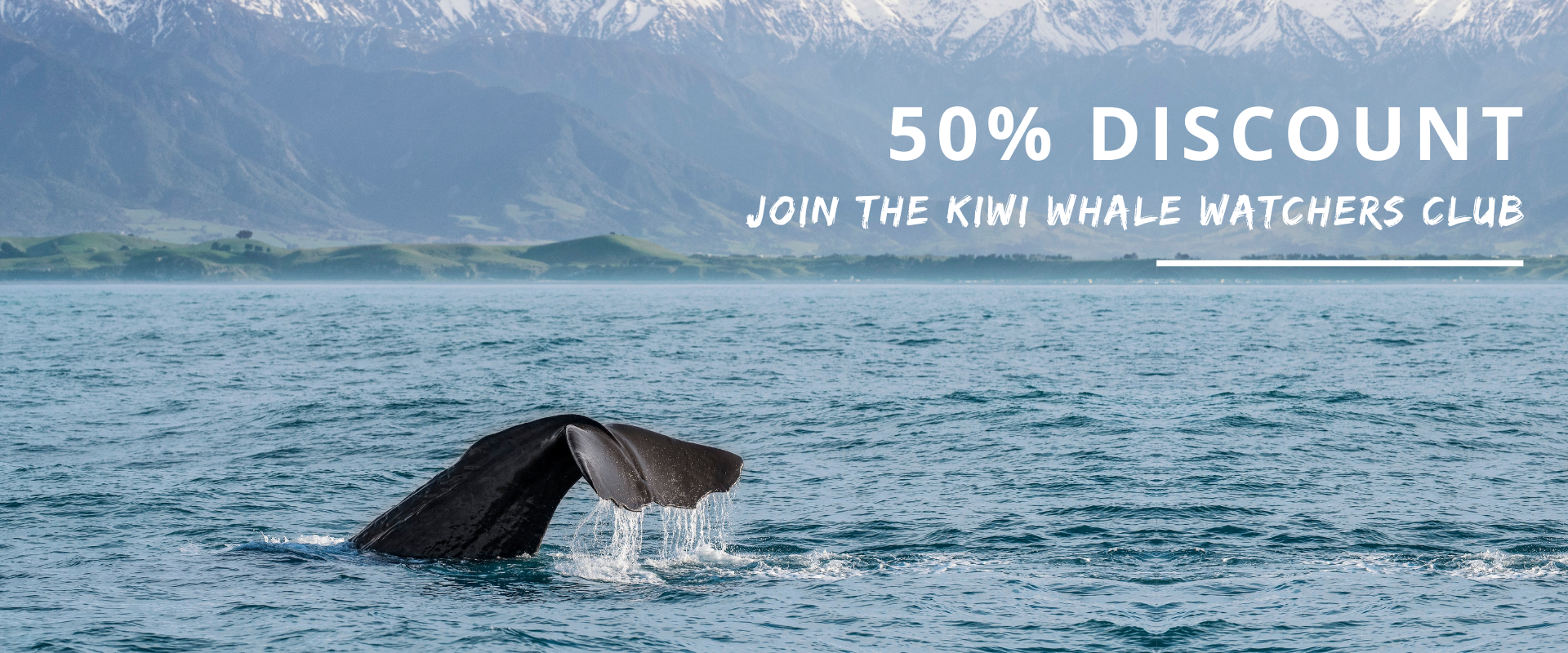 Kiwi Whale Watchers Club