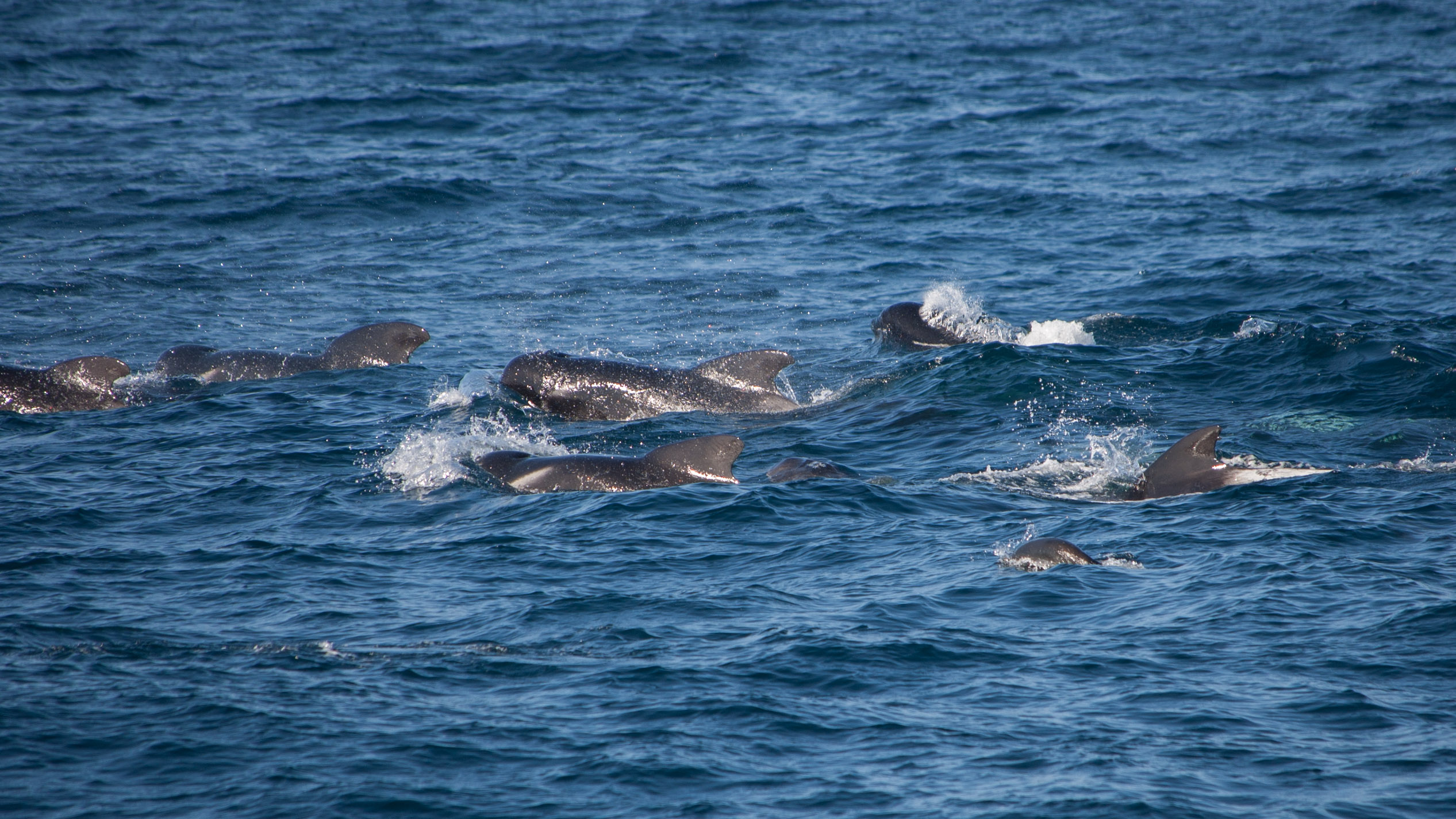 Pilot whales DSC 6799 Pilot whales DSC 6799
