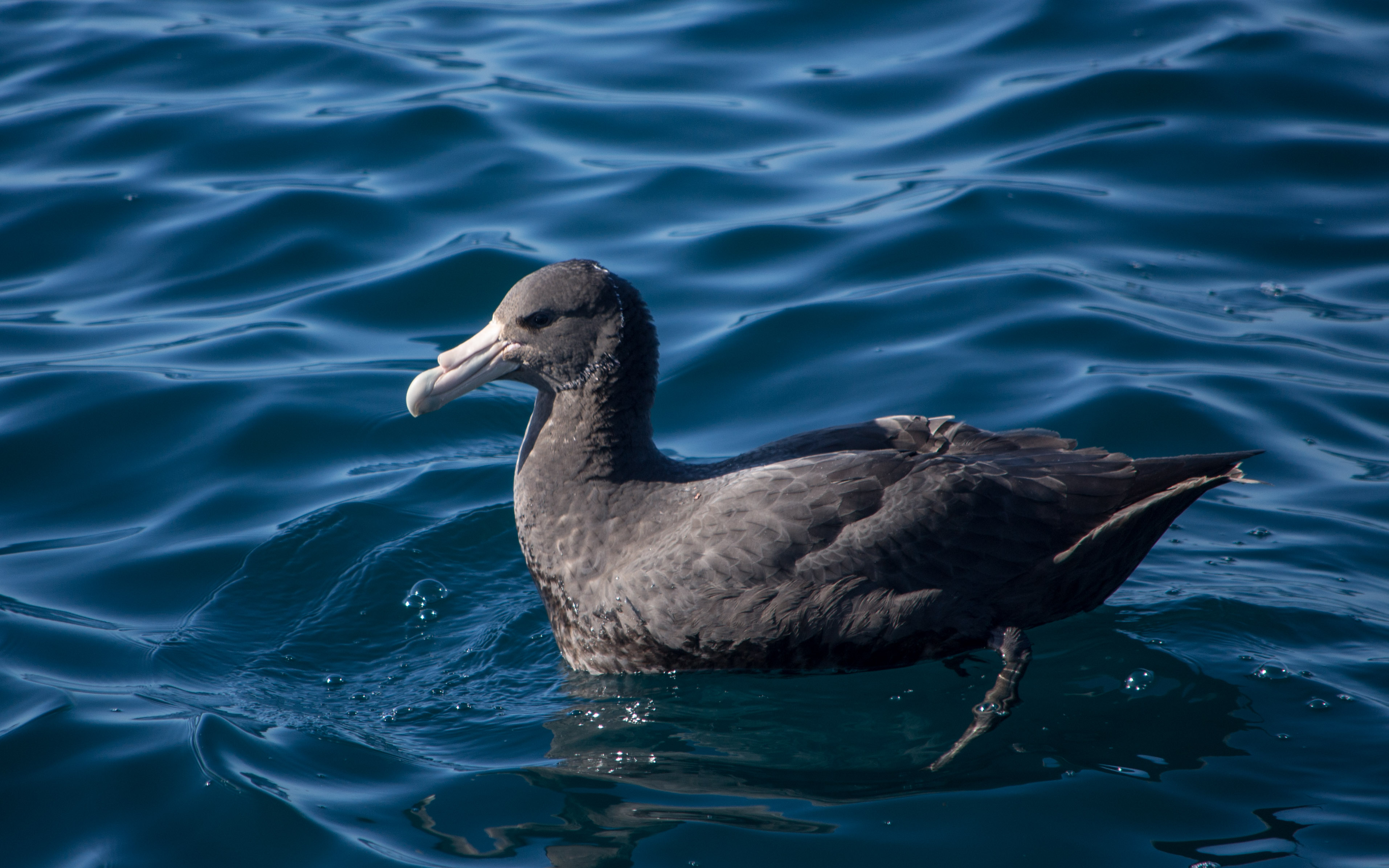Southern Giant Petrel DSC 0338 Southern Giant Petrel DSC 0338