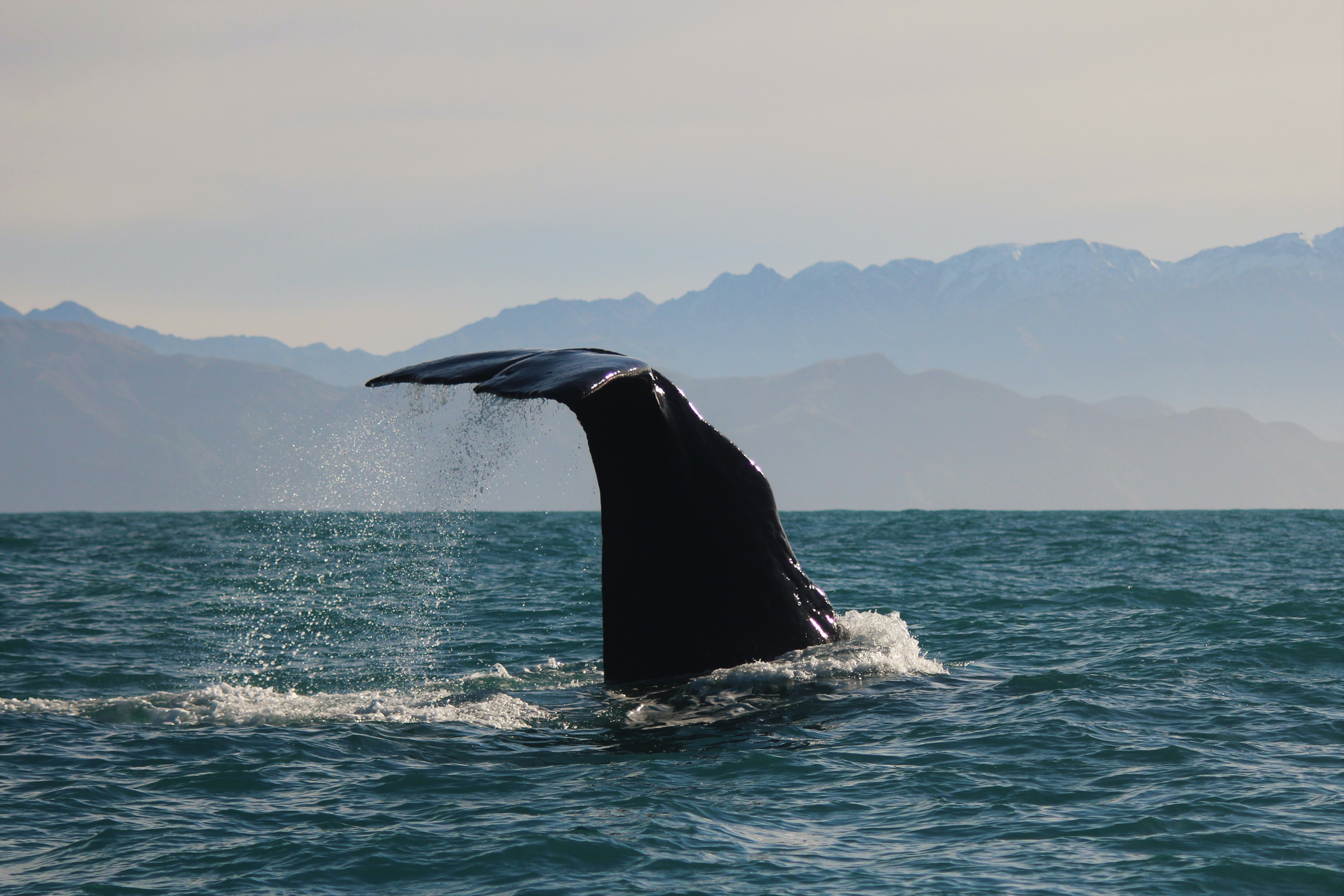 Sperm whale diving Sperm whale diving