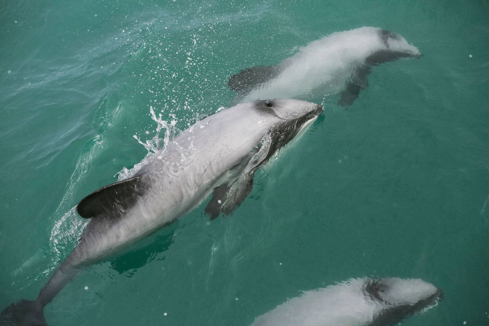 15972654 1814782672120043 8557854902389216879 o 15972654 1814782672120043 8557854902389216879 o