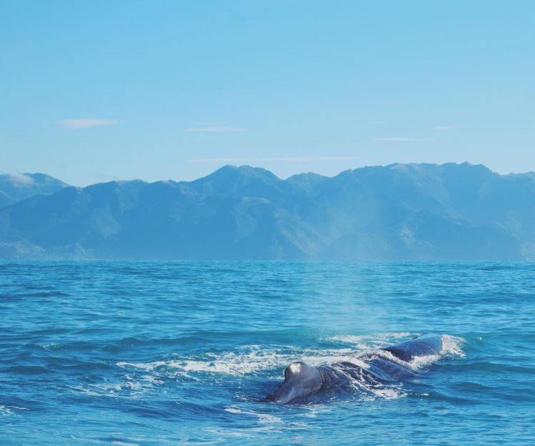 Sperm whale surfacing in Kaikoura, New Zealand