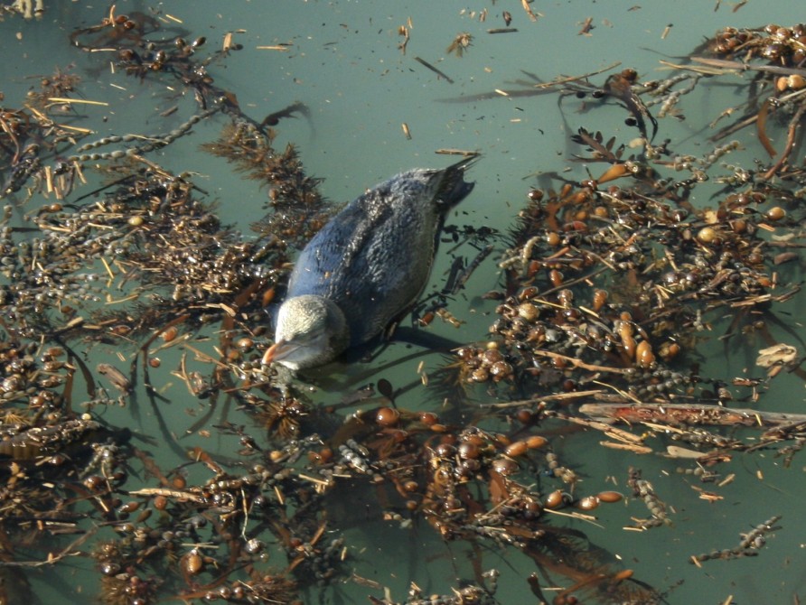 Kaikōura marine birds, Blue Penguin.