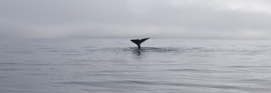 Whale tail in Kaikoura, New Zealand Whale tail in Kaikoura, New Zealand