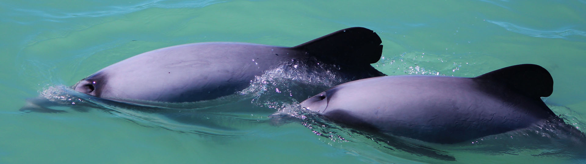 Image of two dolphins swimming in Kaikoura