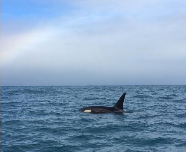 "" Orca