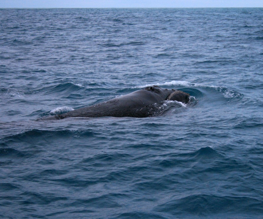 Southern Right Whale, Kaikōura, New Zealand.