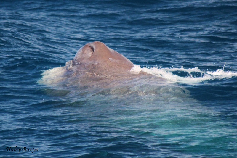 "" Sperm Whale Nose