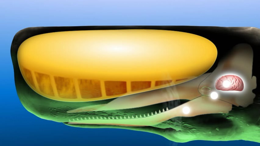 "" Spermiceti DIVX 003 2