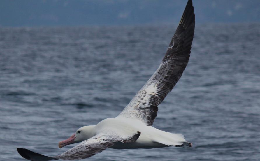 Wandering Albatross in Kaikoura New Zealand