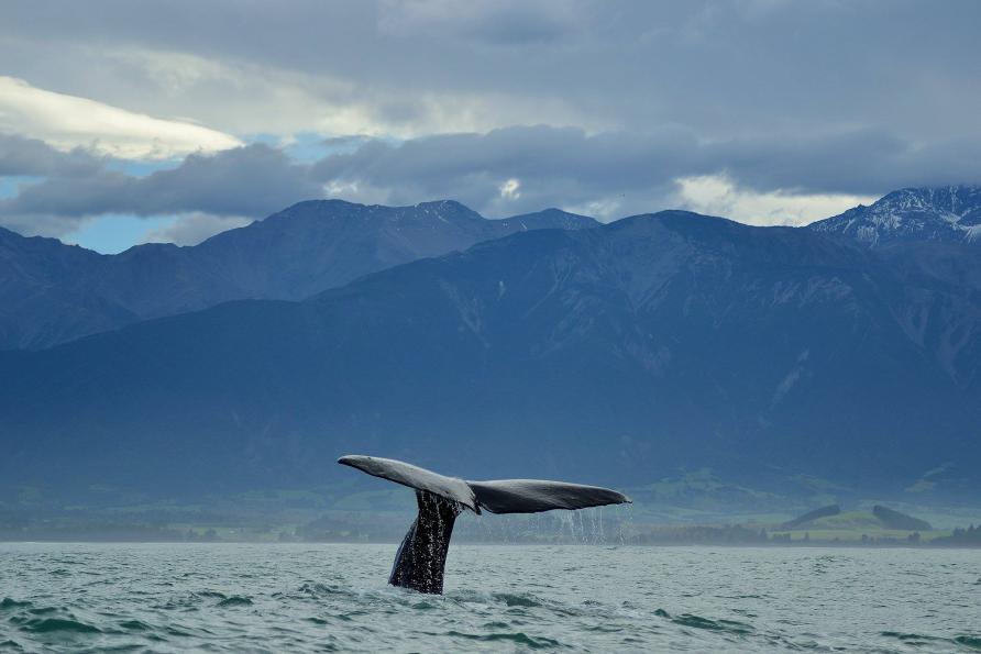 Whale trade options