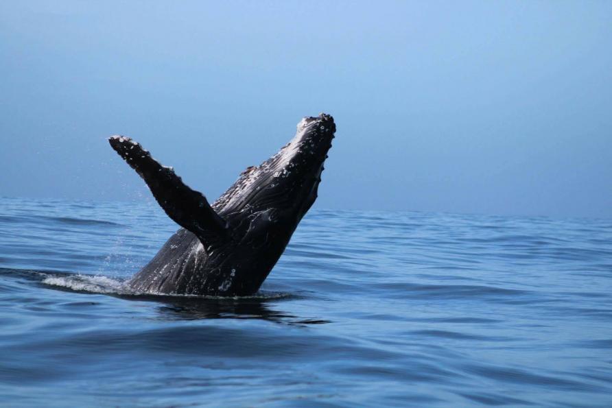 Humpback whale jumping out from the water in Kaikoura