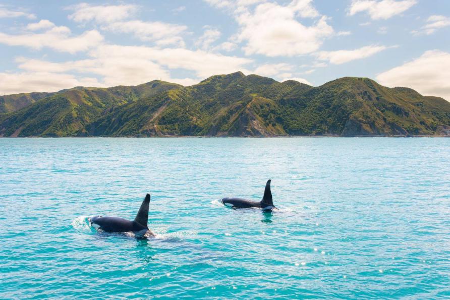 Orca with Whale Watch in Kaikoura New Zealand