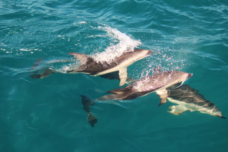 Dusky dolphin in Kaikoura New Zealand