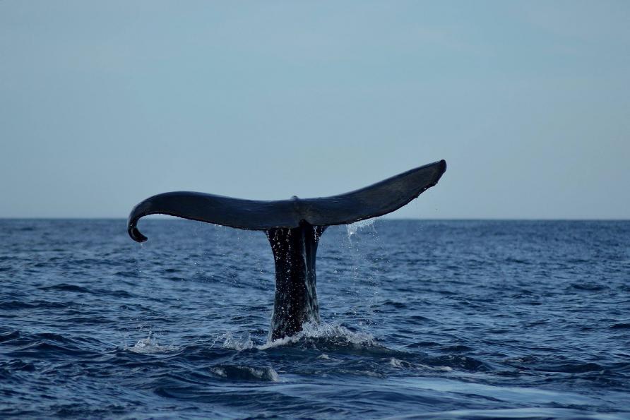 Whale tail in Kaikoura, New Zealand