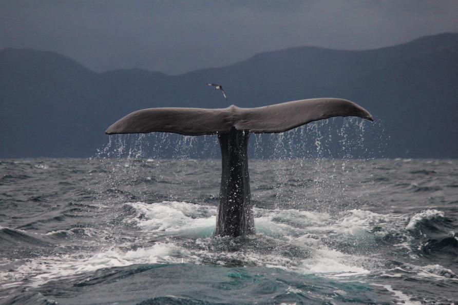 Whale tail in Kaikoura, New Zealand