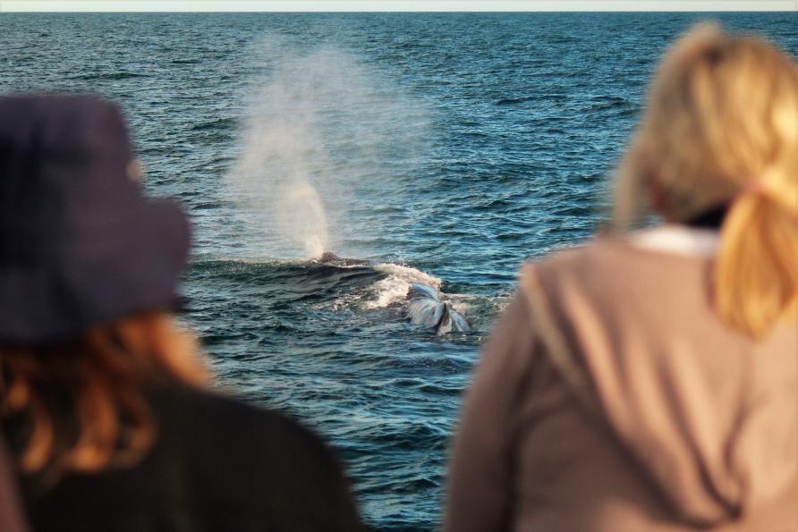 Guests watching a whale surfacing the water at Kaikoura