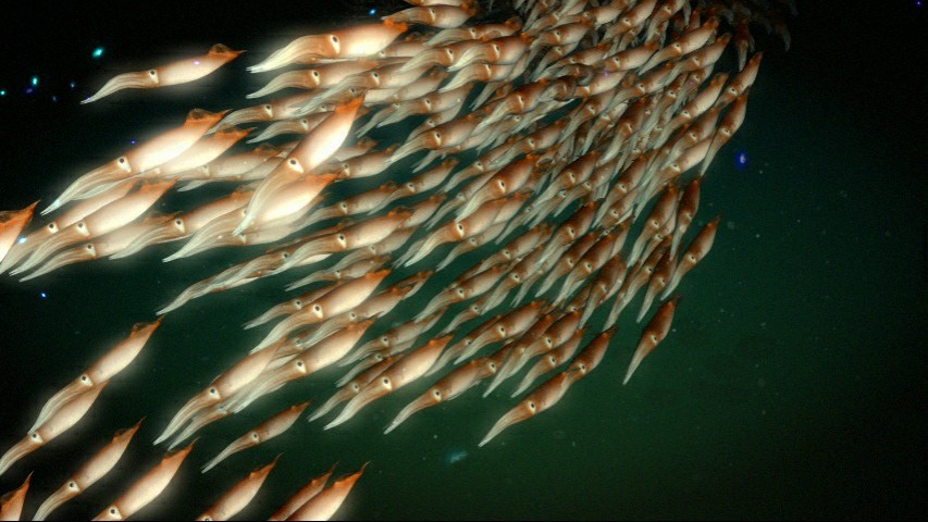 canyon MJPEG 011 0002