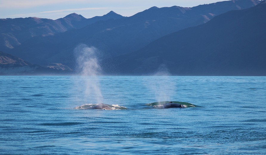 Two Humpback Whales2