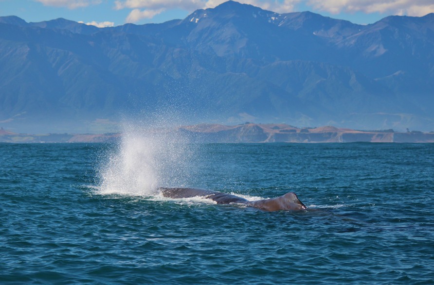 Sperm whale blow. Kaikōura marine life.