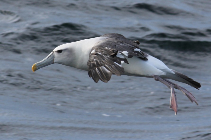 Kaikōura marine birds, Mollymawk.