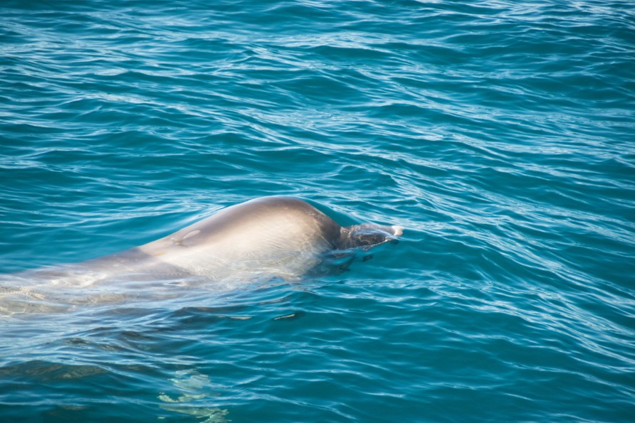 28217860 1846823465336239 789730173 o