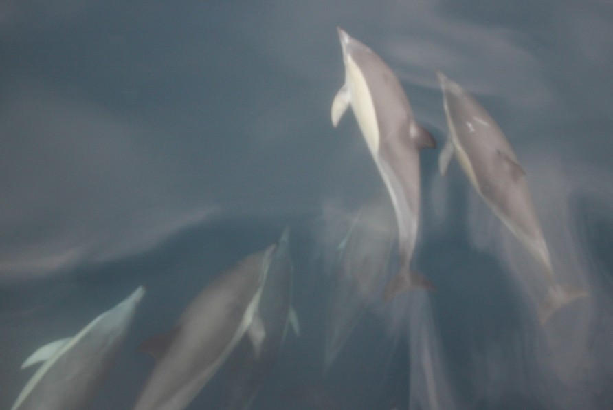 Common Dolphins 2