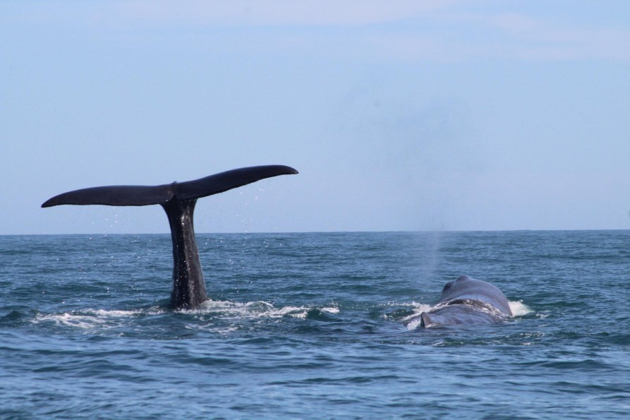 51155548 2323281907906495 4616428821963341824 n