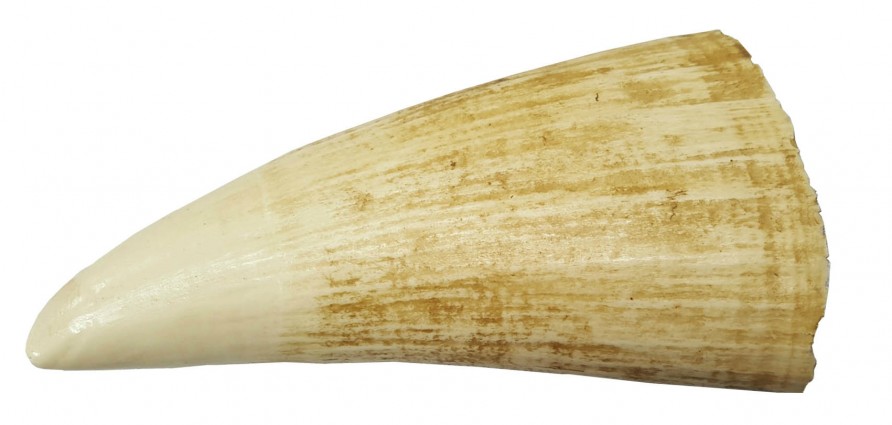 "" whale6