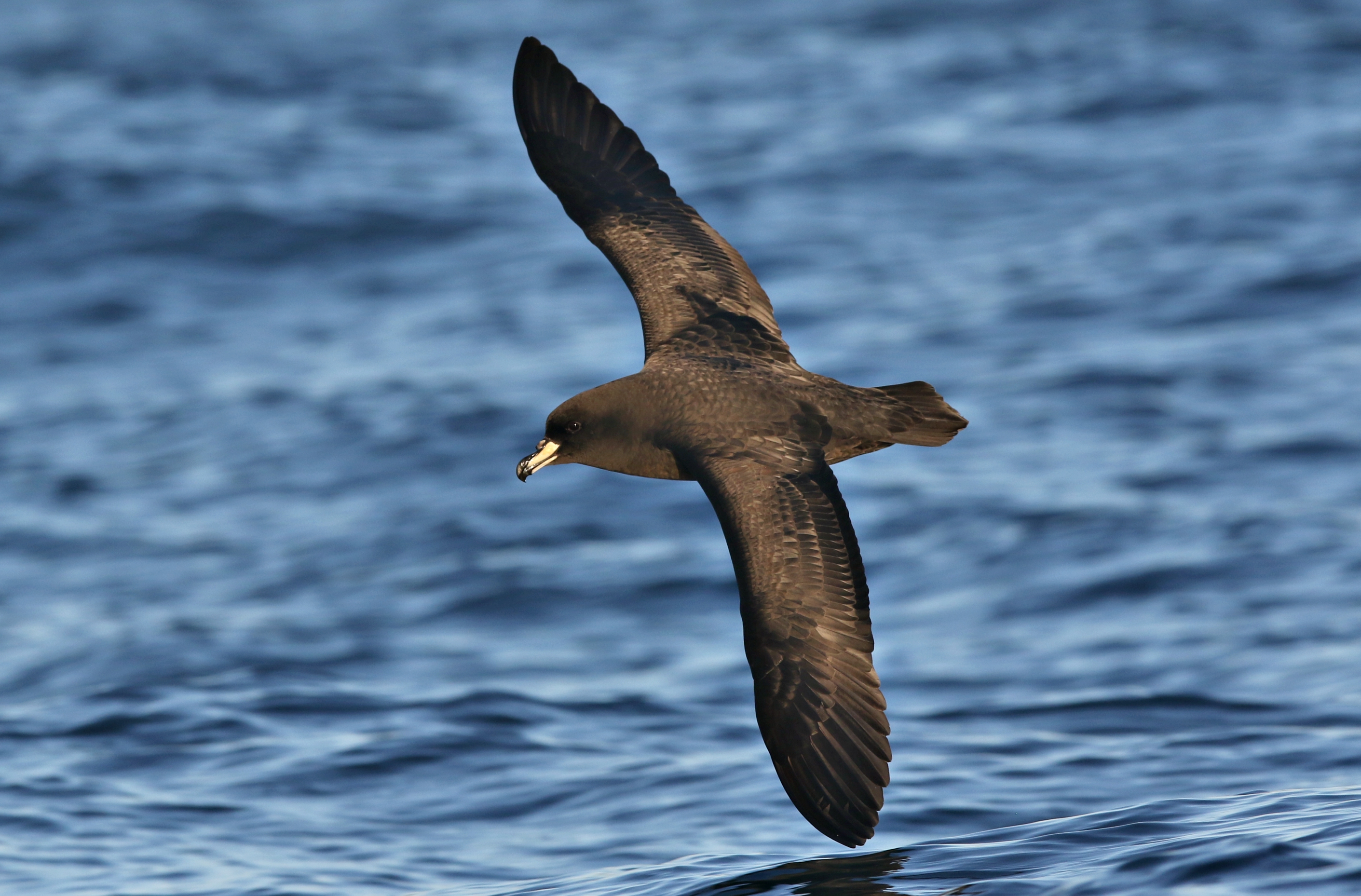 Westland Petrel by Richard Bonser BirdGuides Westland Petrel by Richard Bonser BirdGuides