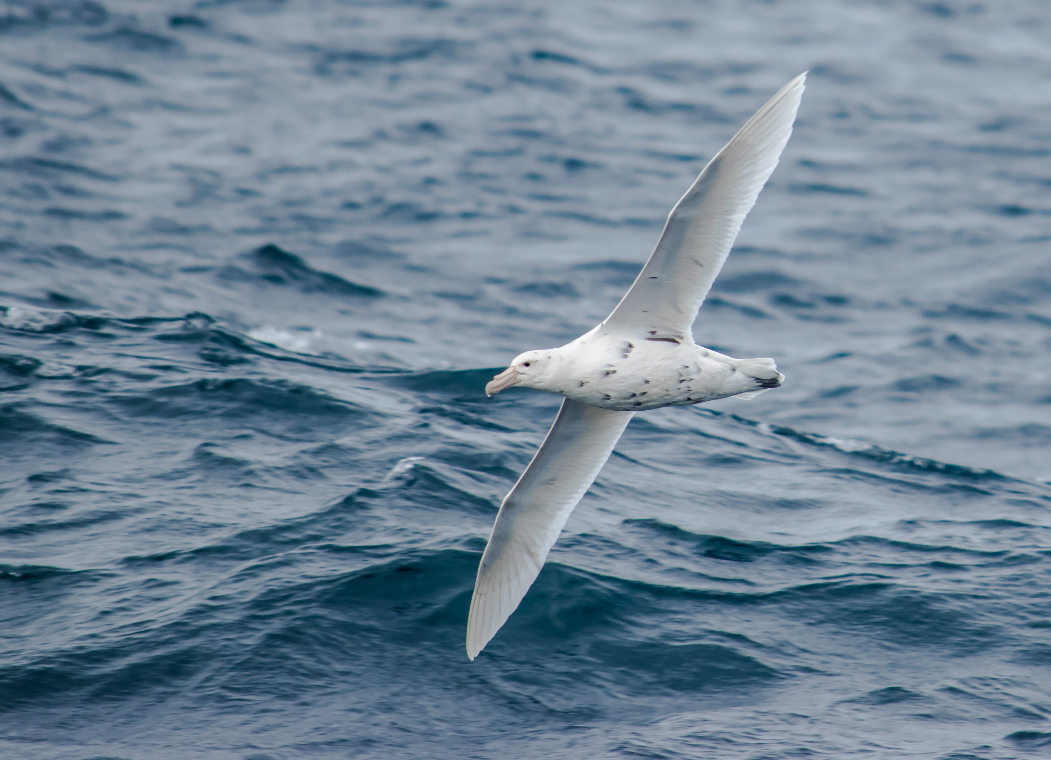 White morph Allan White morph Allan